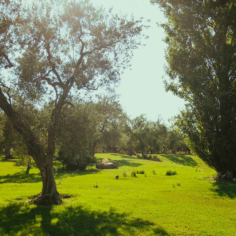 Spazi di Villa Ciccorosella immersi nel verde